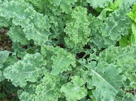 Капуста листовая Кале Kale Dwarf Blue Scotch Curled - купить семена в ...