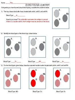 Blood Type Practice Worksheet