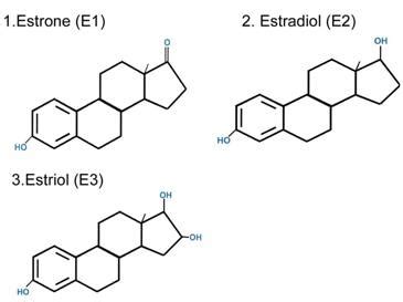 The Three Estrogens Estradiol Estrone Estriol The Book Of Threes