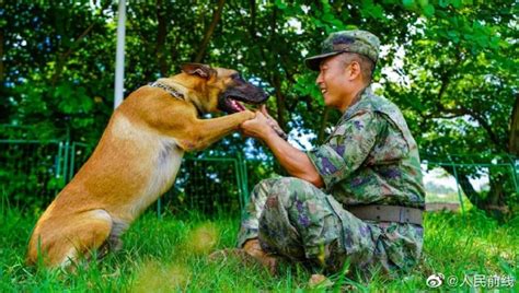 勇敢狗狗，不怕困难！军犬和训导员配合有多默契 大陆军事 华夏经纬网