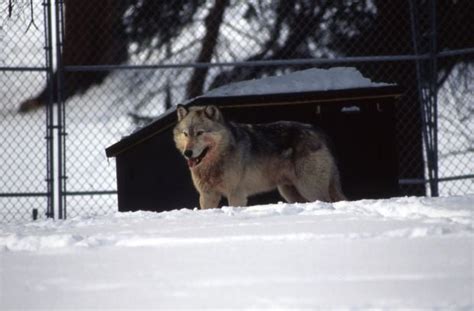 20 Years Later A Reflection On Wolf Reintroduction In Yellowstone Park