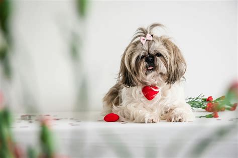 Easy Can Shih Tzu Eat Banana As A Healthy Treat During The Day Socking