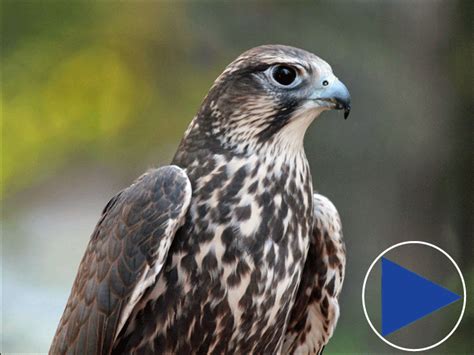 Saker falcon - Alchetron, The Free Social Encyclopedia