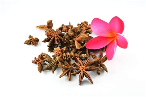 Chinese Spice Star Anise Fruit And Pink Flower Isolated On White