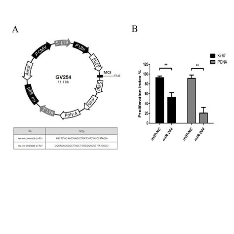 A TrkB STAT3 MiR 204 5p Regulatory Circuitry Controls Proliferation And