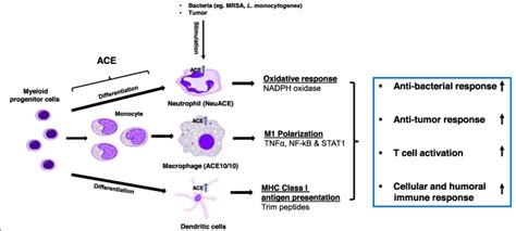 ACE Upregulation Enhances Myeloid Cell Immune Responses In