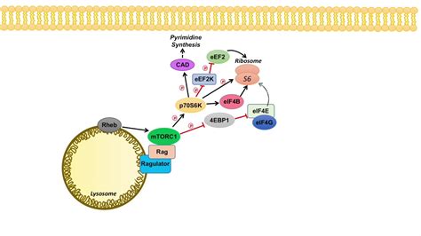 Mtor Signaling Pathway Mtor Complexes Regulation And Downstream