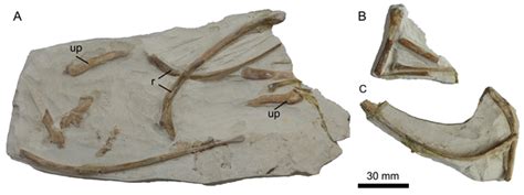 Ischium Plos One