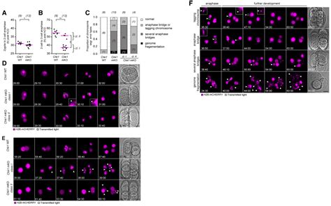 CHK1CDC25ACDK1 Regulate Cell Cycle Progression And Protect Genome