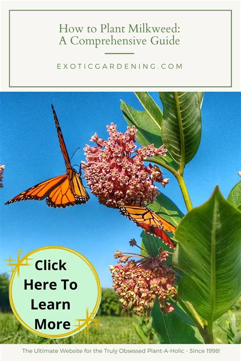 How to Plant Milkweed: A Comprehensive Guide - Exotic Gardening