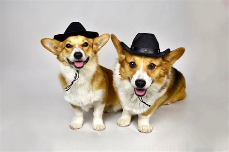 Paw-Some Canine Accessories – R & N Canine CO