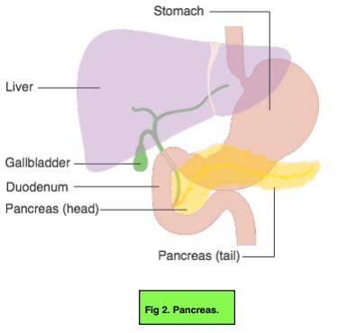 Control of Blood Glucose Concentration - Blood Glucose Homeostasis ...