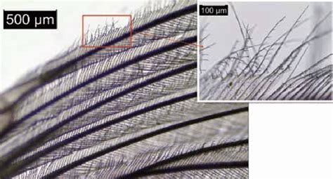 Light Microscopic Image Of Pennaceous Feather Barbs With Barbules