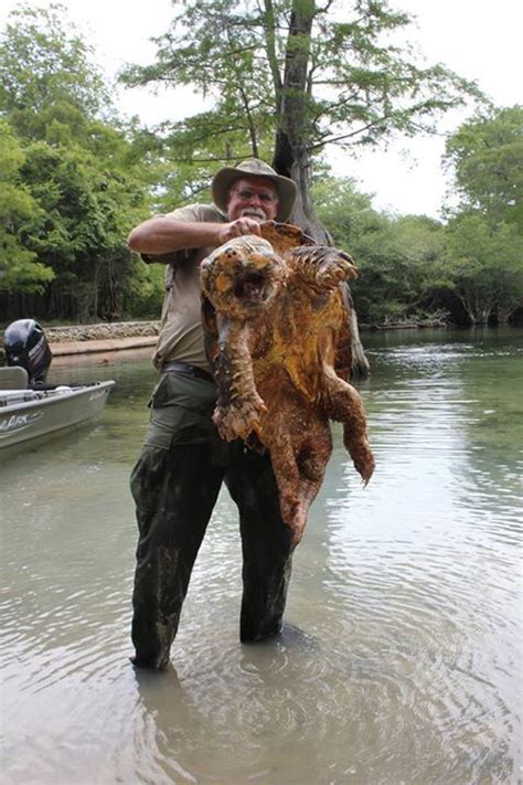 Alligator Snapping Turtle Bite Force : Well, they can deliver a bite at 1,550 ± 180 n;