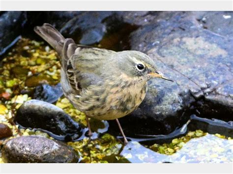 Details Scandinavian Rock Pipit Birdguides