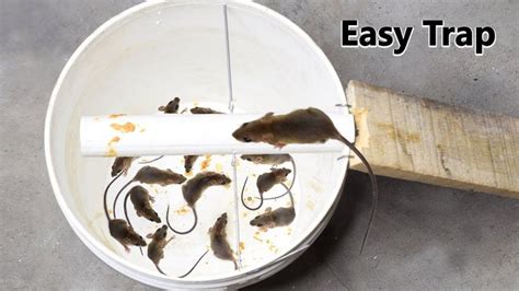 Mouse Trap Bucket Rat Trap Homemade Best Mouse Trap Youtube