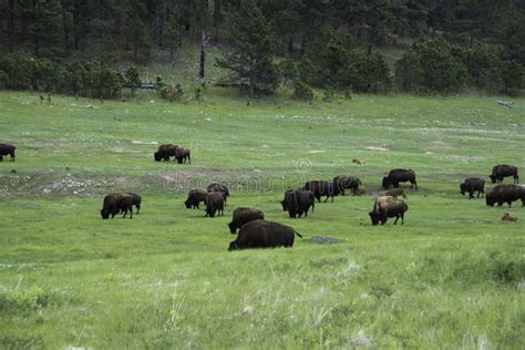 Bison Buffalo Herd In Custer State Park Stock Image - Image of bull ...