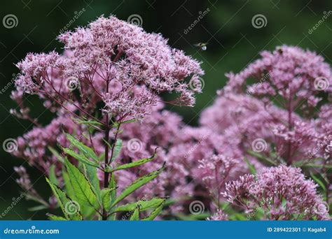 Eutrochium Purpureum Flowering Purple Joe Pye Weed Gravel Root Stock