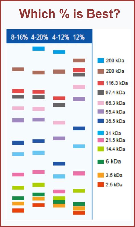 Sds Page Gel Recipe Biorad Bryont Blog