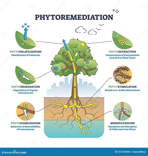 Phytoremediation Process