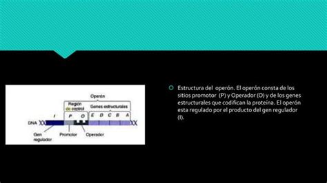 Niveles de regulación genética en bacterias PPT