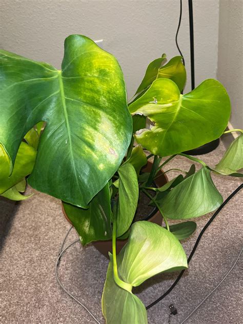 My dryad wont sell me the worm tooth : r/CalamityMod