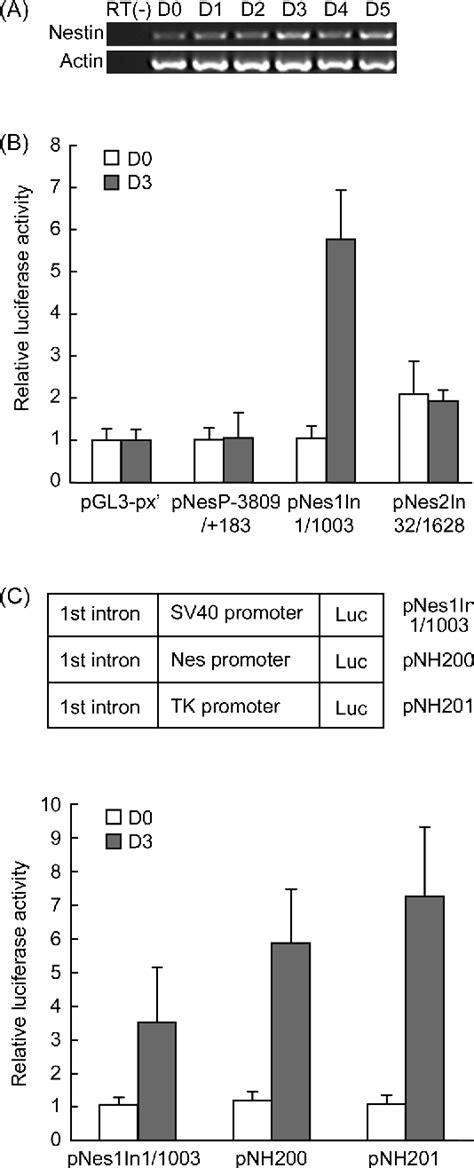 Figure From First Intron Of Nestin Gene Regulates Its Expression