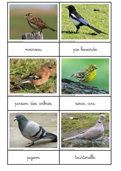 Cartes Nomenclatures Oiseaux Fichier Pdf