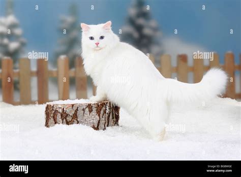 Siberian Forest Cat, white / Siberian Cat, Siberia, side Stock Photo ...