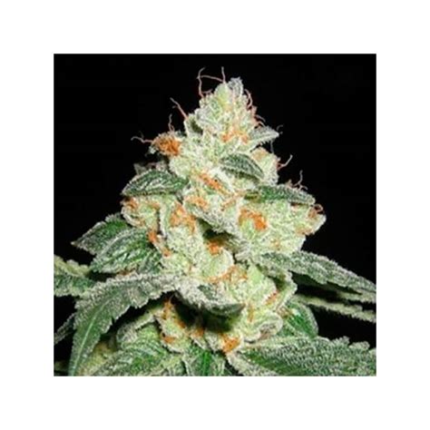 Auto Good Wild Shark Autofloreciente Feminizada Bulk Seeds Bank