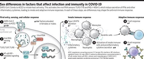 Sex Differences In Immune Responses Science