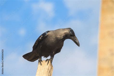 House crow or Corvus splendens protegatus Stock Photo | Adobe Stock