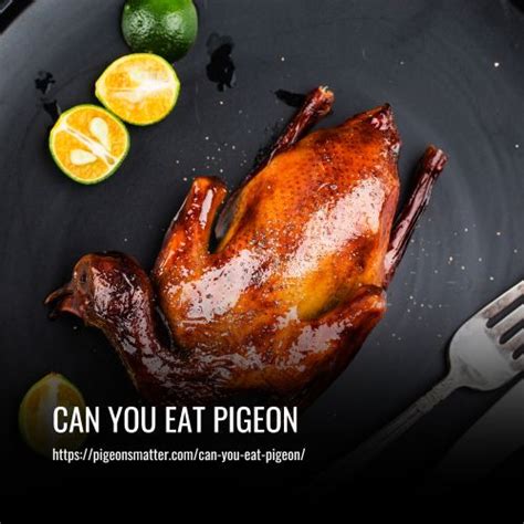 Can You Eat Pigeon? Is it safe? Everything You Need to Know