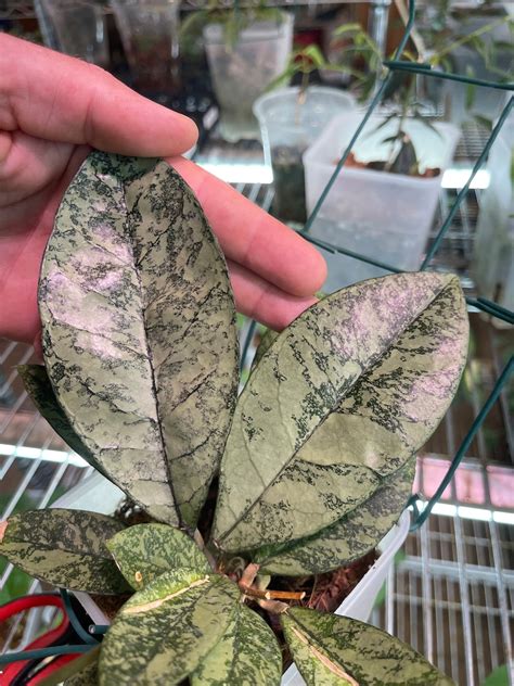 Hoya Crassipetiolata Splash Round Form - Etsy