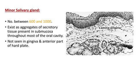 Salivary Gland | PPT