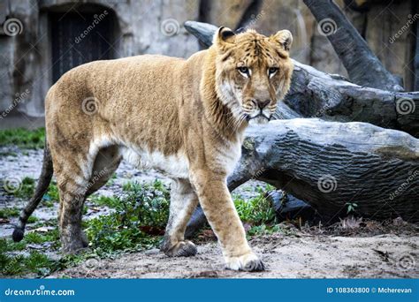 White Liger for a Walk in the Zoo Aviary. Ligr. a Hybrid of a Lion and ...