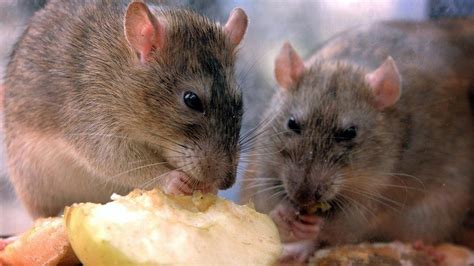 Rats: Lockdown 'perfect for unwelcome wildlife' - BBC News