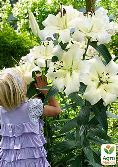 ЛИЛИЯ: купить луковицы и клубни лилии почтой в Киеве, Одессе и Украине ...