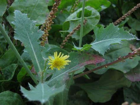 Осот огородный (Sonchus oleraceus L.) - лекарственное, съедобное ...
