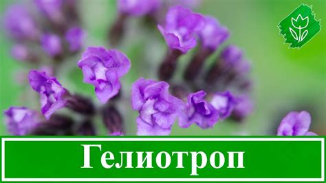 Цветок гелиотроп – выращивание из семян, уход и посадка гелиотропа ...