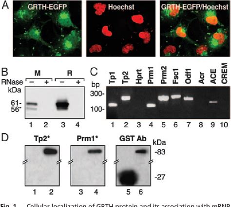 Figure From Gonadotropin Regulated Testicular Rna Helicase Grth