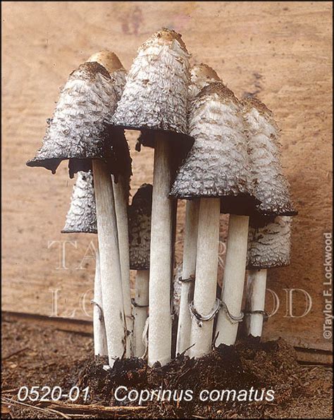 Coprinus comatus - Mushroom.Pro