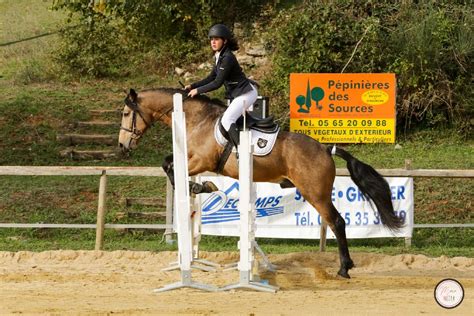 Petit élevage amateur Élevage Cheval référence