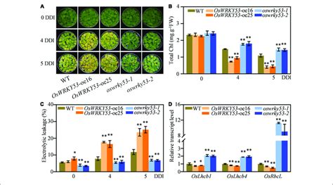 Overexpression Of Oswrky Promotes Dark Induced Senescence A