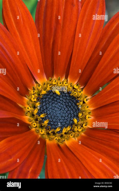 red daisy flower Stock Photo - Alamy