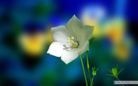 Animated Flowers Wallpapers - WallpaperSafari