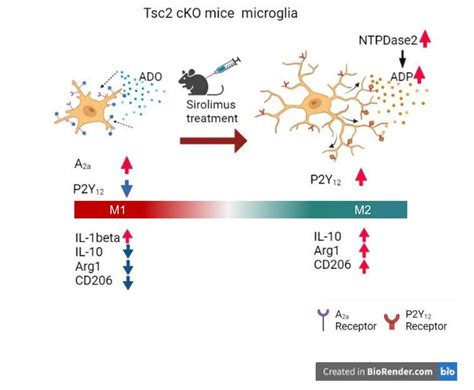 Neuroinflammation And Microglial Polarity Sirolimus Shifts Microglial