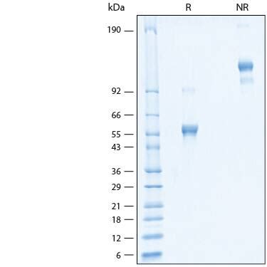 Recombinant Mouse Pvrig Mfc Chimera Protein Cf Pv By R D