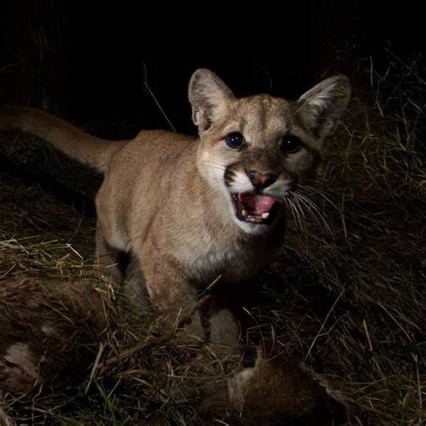 Wildlife Camera Captures Cougar Cubs and Their Mom Feeding on a Deer