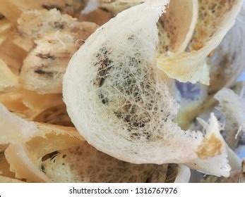 Nest Ediblenest Swiftlet Raw Edible Birds Stock Photo 1316767976 ...